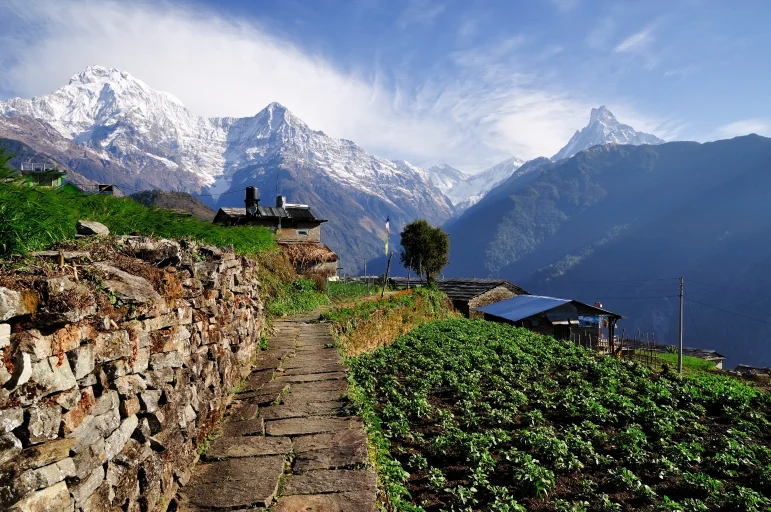 Misty morning view of Pokhara's dense forest blending with the foothills of the Himalayas.